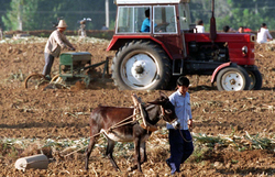 Medium_china_farmer