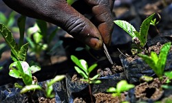 Medium_kenyan-farmer