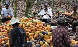 Medium_cocoa-ghana