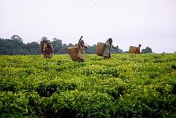 Medium_tea_plantation_tanzania