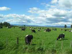 Medium_cows