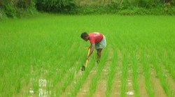 Medium_rice-farm-2105