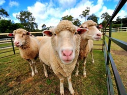 Medium_sheep