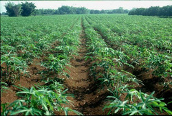 Medium_cassava_plantation