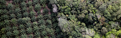 Medium_oil-palm-plantation-2