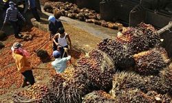 Medium_palm-fruits-being-unloade-004