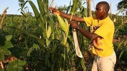 Medium_mozambique_unac