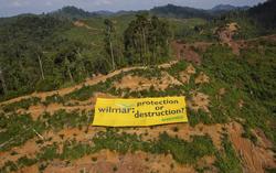 Medium_wilmar-protect-or-destroy_paulhiltongreenpeace