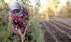 Medium_central-asia_woman-farming_maximovfao