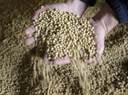 Medium_cr_mega_165_gbu-soybeans-300