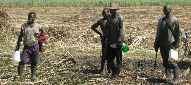 Original_malawi_sugar-cane-workers_solidaridad