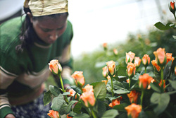 Medium_flower_farm_ethiopia032409