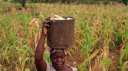 Medium_zimbawe