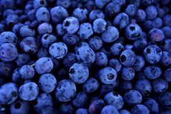 Medium_blueberry