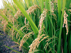 Medium_rice-farming-nig