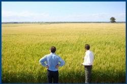 Medium_uruguay-wheat-farm