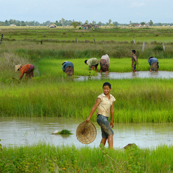 Medium_lao-rice