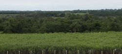 Medium_paraguay_cana-de-azucar-arroyos-y-esteros_ulymartin