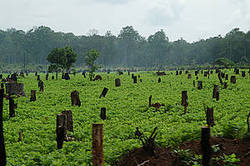 Medium_soy_farming_in_df_in_cambodia_nick_cox_260974