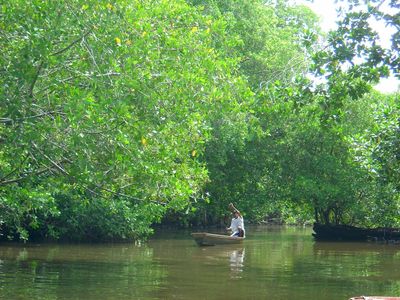 Large_guatemala_mangle_en_area_protegida_de_tilapa_gentileza_conap