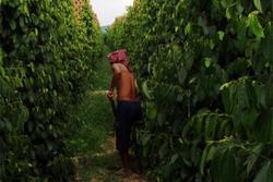 Medium_cambodiapepper_standard_600x400