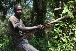 Medium_oil-palm-worker