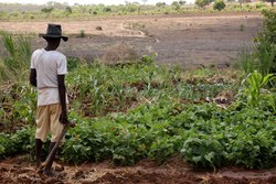 Medium_mozambique_farmer-chimoio_indymedia