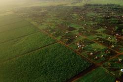 Medium_mozambique_bananalandia_natgeo