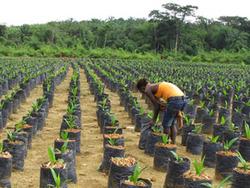Medium_2701-26126-equatorial-palm-oil-investira-20-5-millions-de-dans-sa-joint-venture-au-liberia_l