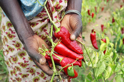 Medium_tanzanianpepperfarmer