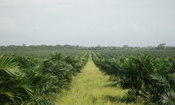 Medium_peru_oil_palm