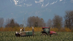 Medium_canada_farmer