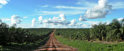 Medium_oil_palm_in_papua