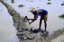 Medium_senegal-agri-irriguee2