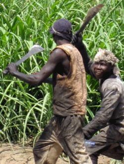 Medium_cane-cutters-malawi