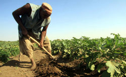 Medium_africa-sudan-agriculture-12212011