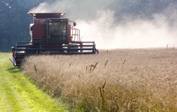 Medium_wheat-harvest