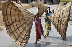 Medium_bangladesh-rice-crop-2010-5-20-6-26-21