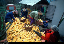 Medium_serbian-farmers-store-corn-salvaged-from-their-front-line-fields-under-a7ycdr