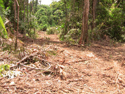 Medium_png_ramu_logging_site_lg