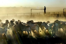 Medium_cattle_qld