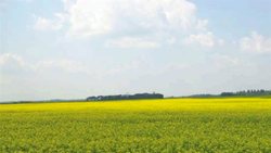 Medium_151007_lf0x8_terres-agricoles-sask_sn635