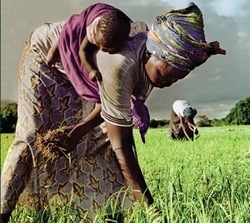 Medium_africaslandrush-300x267