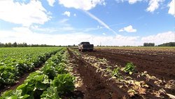 Medium_laitue-agriculture-champ_sn635