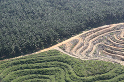 Medium_riau