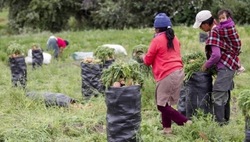 Medium_ecuador_land_reforms