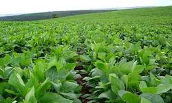 Medium_734883336soja_verde1
