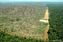 Medium_illegal-deforestation-and-land